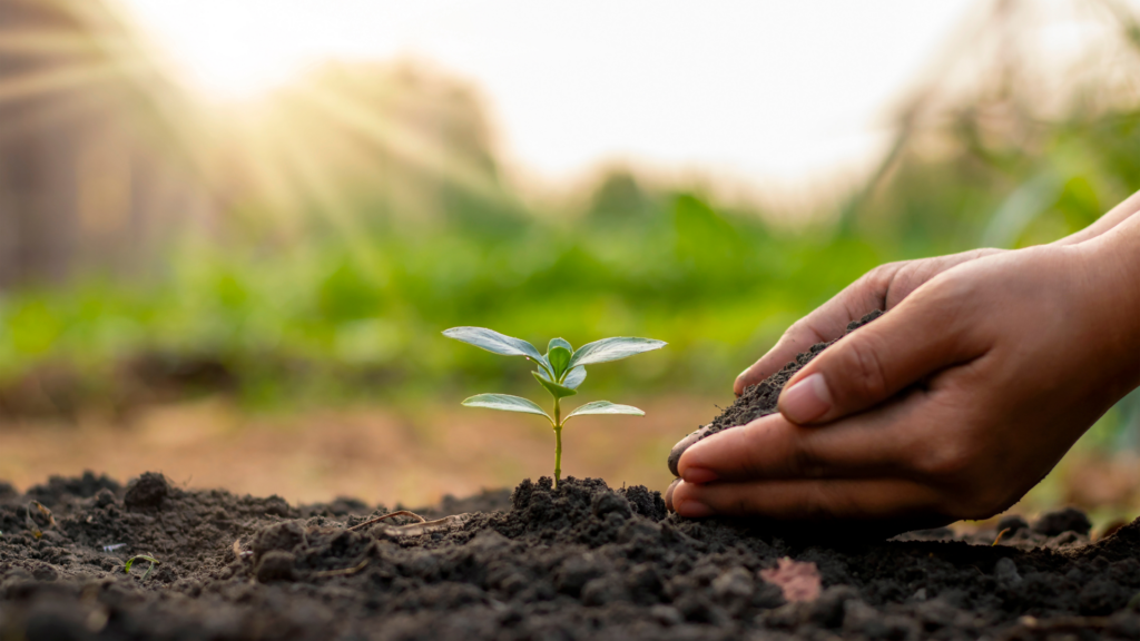 A gardener’s hands gently adding nutrient-rich soil around a young green seedling in sunlight, illustrating the practice of top dressing plants with worm castings for healthier growth.