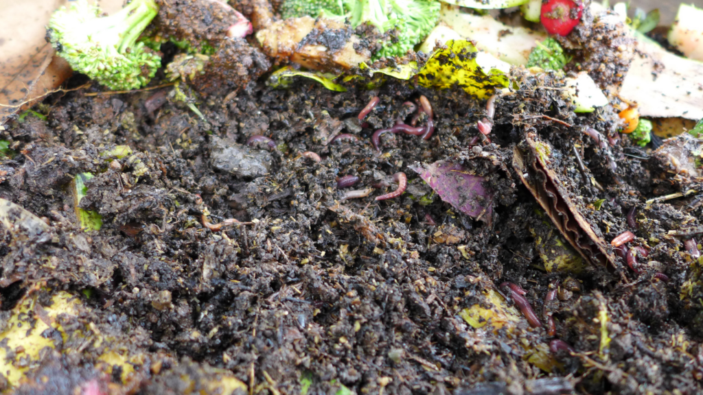 lose-up of a worm bin showing red worms actively composting organic matter, including vegetable scraps, leaves, and soil. The image highlights a healthy worm composting environment with decomposing food and moist, rich soil.