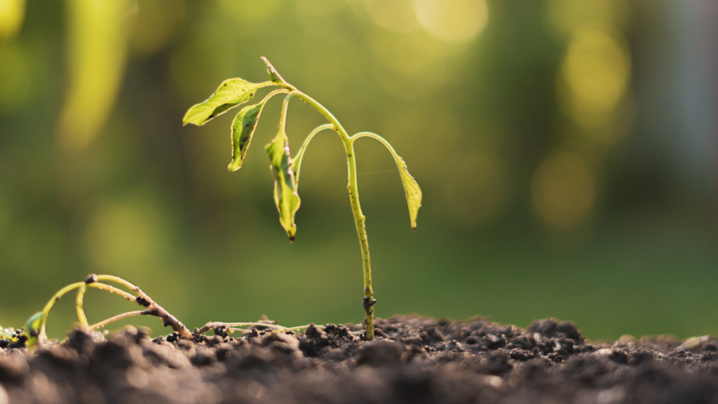 A close-up of a drooping, tired plant in soil, with a warm, blurred garden background. The image illustrates the potential of using worm castings to rejuvenate struggling plants by enriching the soil with nutrients and promoting healthy growth.