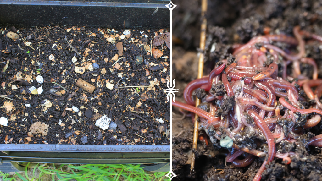 A split image showing the process of worm composting. The left side features a worm bin filled with organic material, including food scraps and bedding. The right side highlights a close-up of red wigglers actively breaking down the compost. This visual emphasizes the transformation of waste into nutrient-rich compost through vermicomposting.