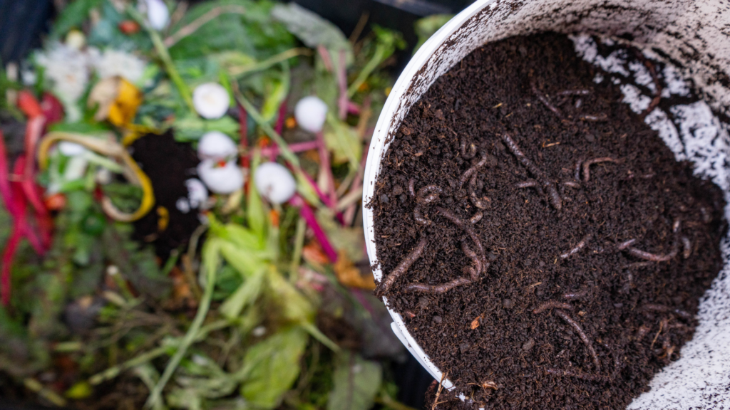 A worm bin full of food scraps with a cup of red wiggler worms being introduced into the worm farm.