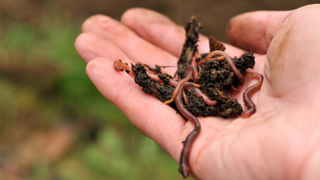 A close-up of a hand holding red wigglers and a small clump of nutrient-rich compost. The image highlights the simplicity and natural process of worm composting, showcasing the worms' role in turning organic waste into valuable compost for gardening.